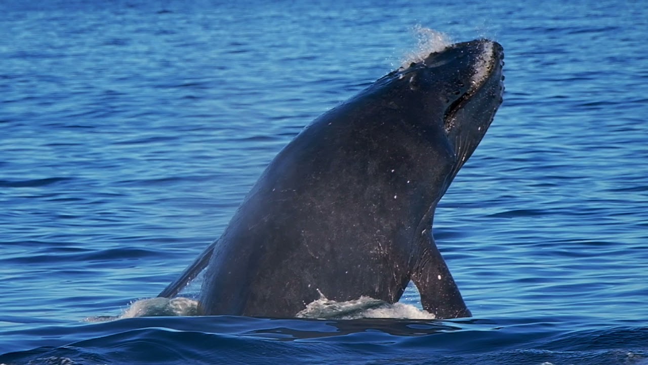 Cape May Whale Watch & Research Movie