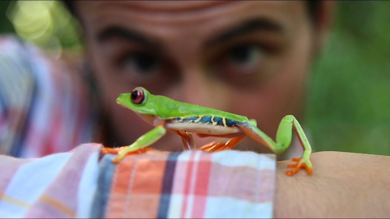 Follow the Frog