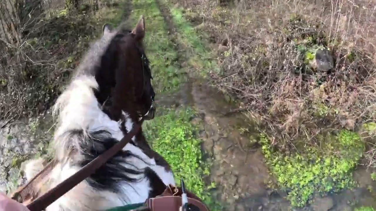 Promenade avec Sola et Iska