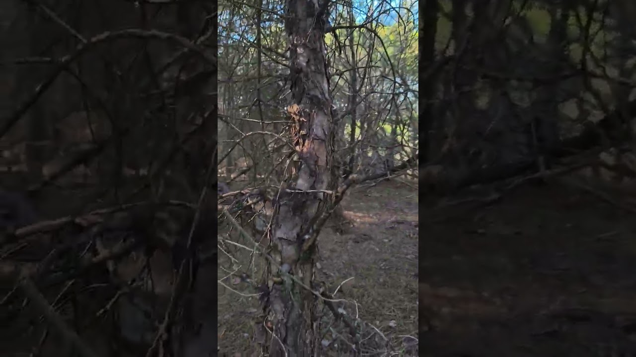 INFRAESTRUCTURA PREVENTIVA de INCENDIOS en PINAR DENSO (USO PÚPLICO COMPATIBLE con CONSERVACIÓN)