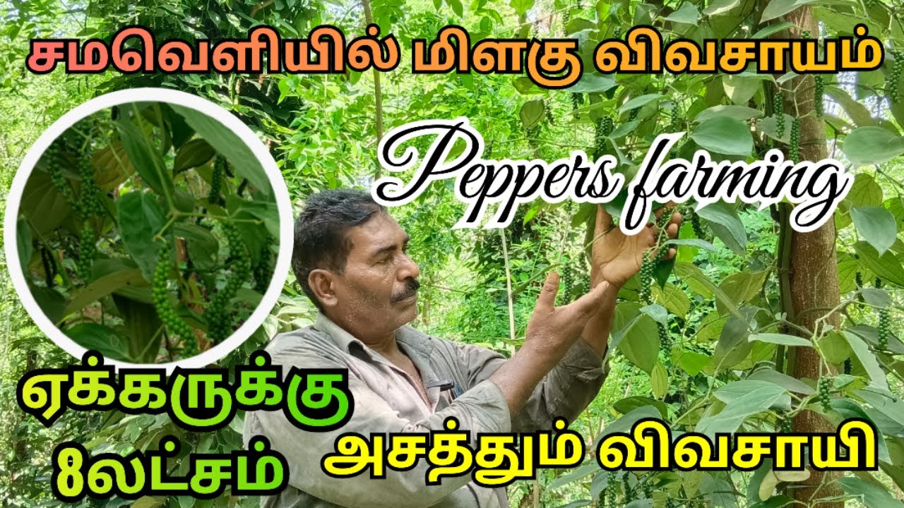 சமவெளியில் மிளகு சாகுபடி அசத்தும் விவசாயி | peppers farming #peppers #peppersfarming #மளகு
