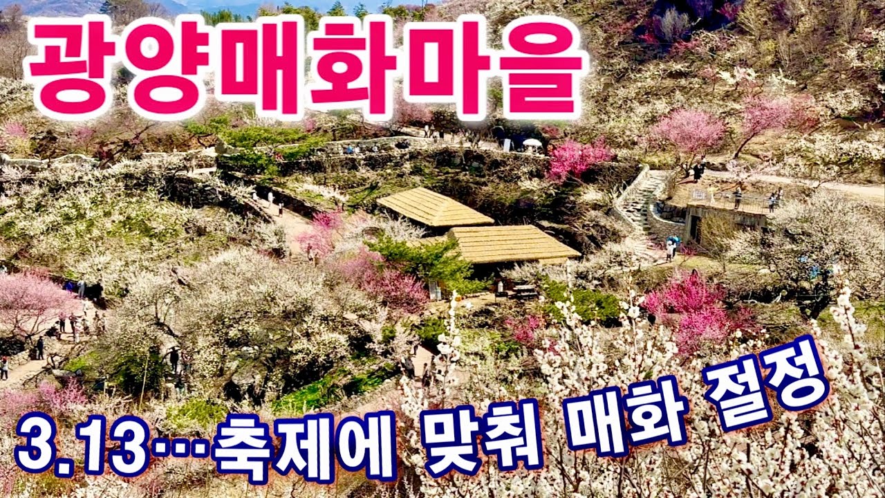 광양매화축제,  3월 13일 개화 상황 최고   /   섬진강 트레킹