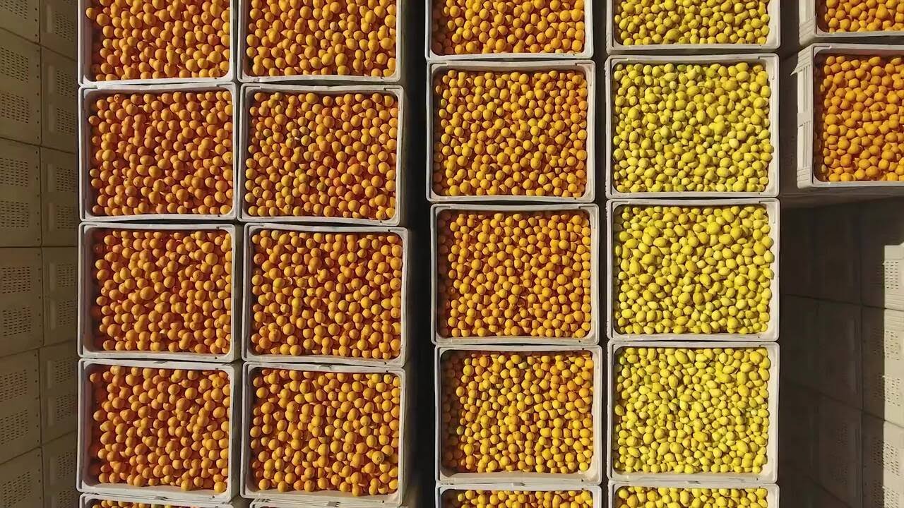 Customer Story - Wicklow Citrus - Integrated Citrus Solution