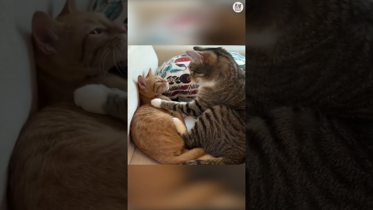 Испытание «Попробуй не засмеяться» 😜😼 Подборка смешных и милых видео с котиками 84 