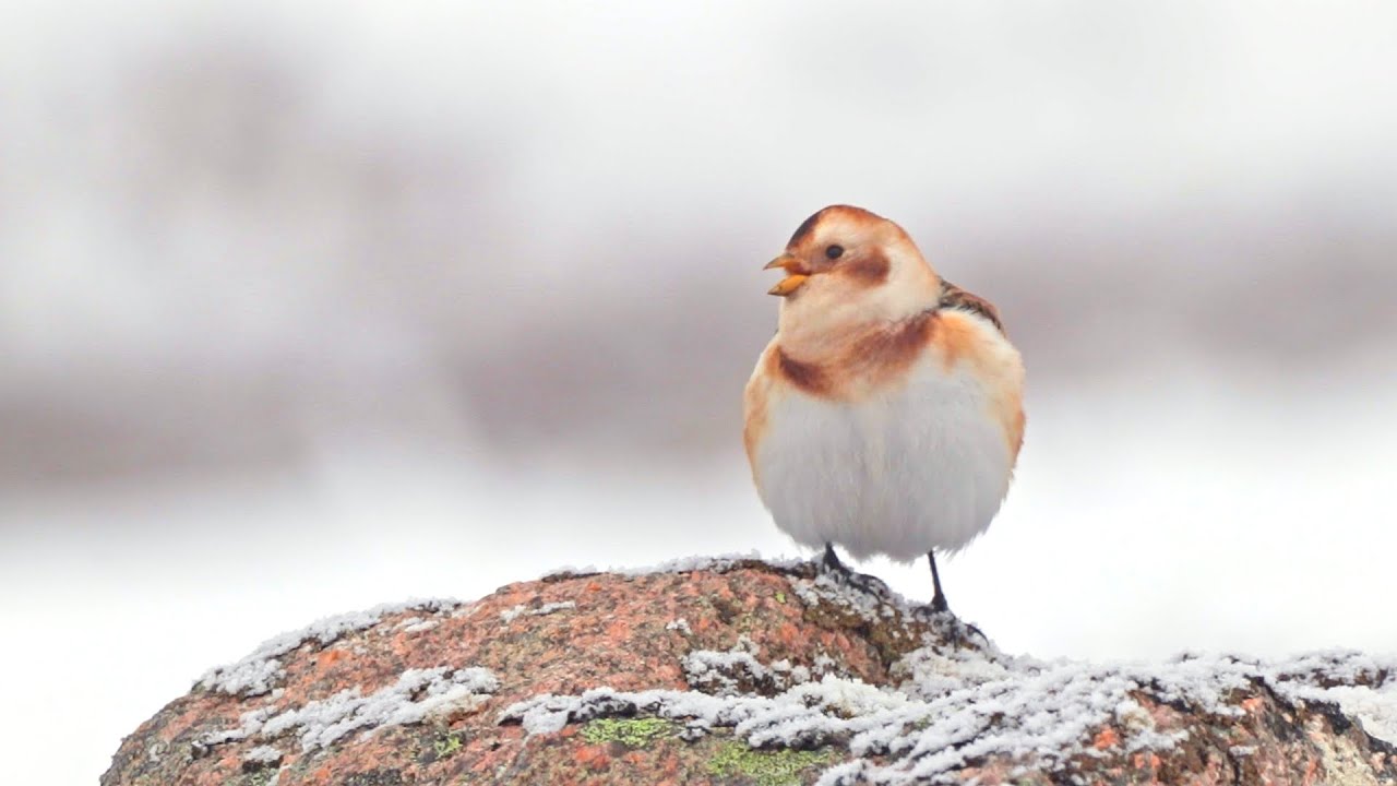 Snow Bunting Singing, Calling and Feeding | Scottish Highlands