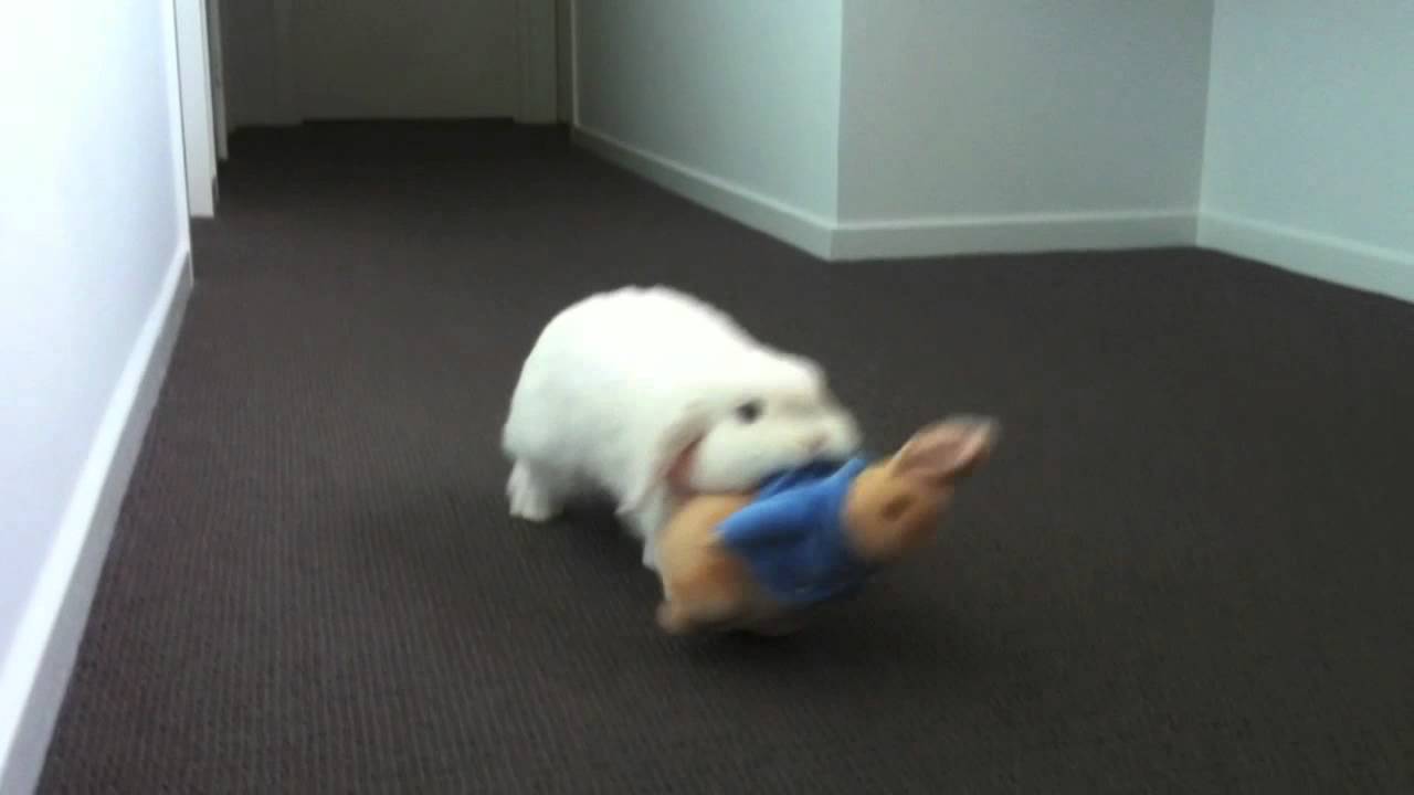 Best 'Friends' CUTE Mini Lop Rabbit Drags Around Peter Rabbit Toy