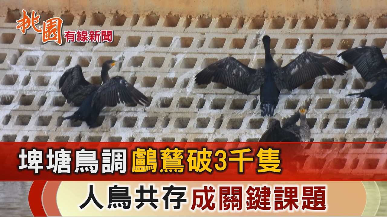 桃園有線新聞20260311-埤塘鳥調鸕鶿破3千隻 人鳥共存成關鍵課題