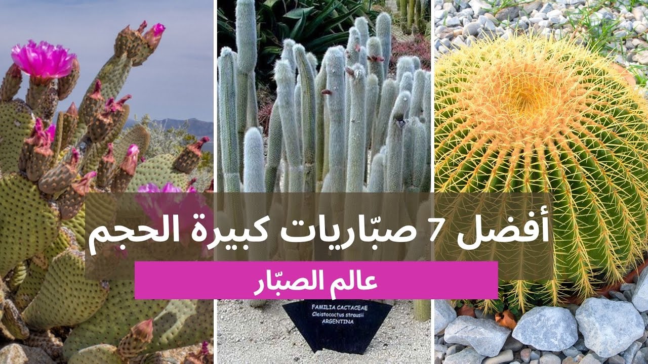 أكبر أنواع نبات الصبار: سبعة من أفضل أنواع نبات الصباريات كبيرة الحجم