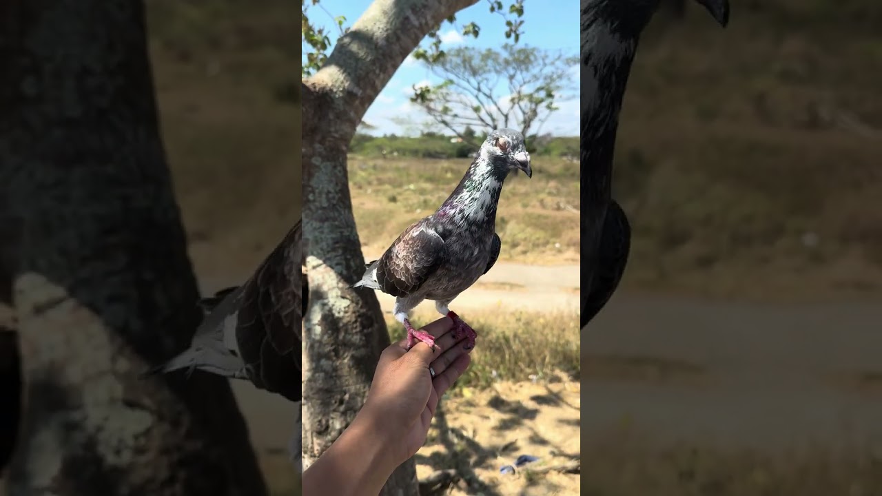 Unang Training palang wala agad si tiger one #pigeon #pigeonlaver #pigeonbird #kalapati 