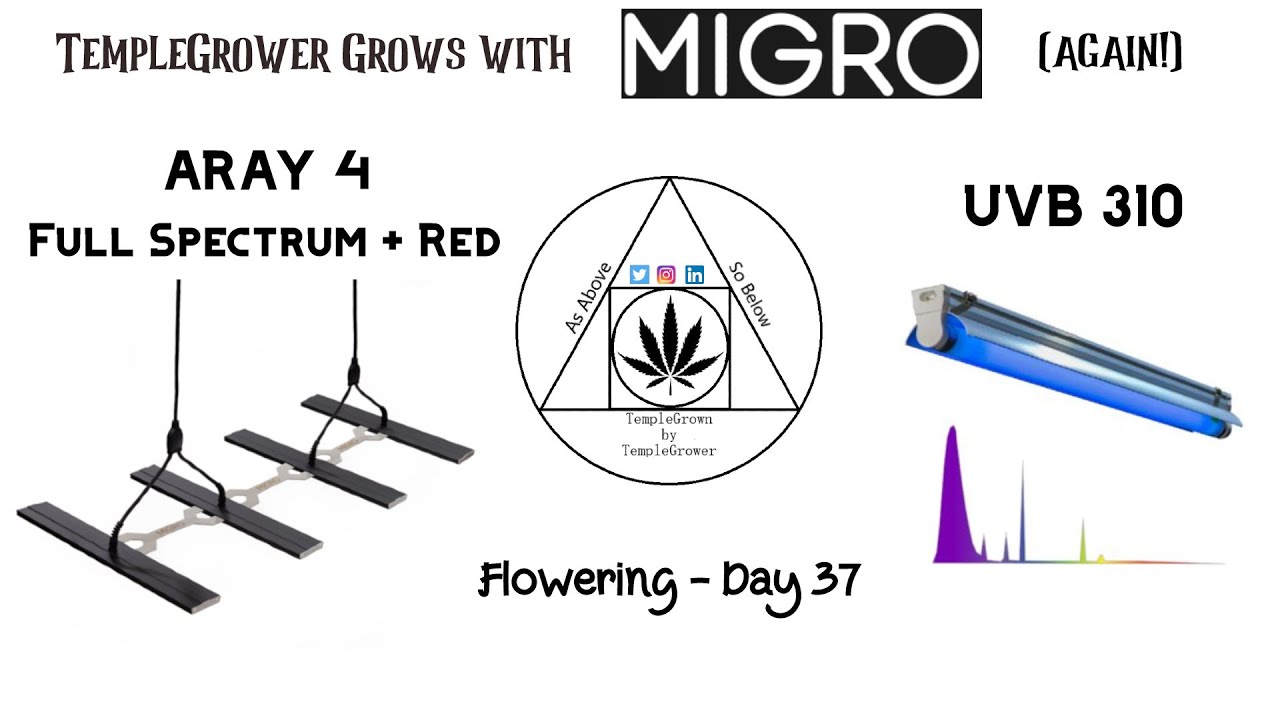 Update 4 - Does UV light increase terpene content in cannabis resin?!