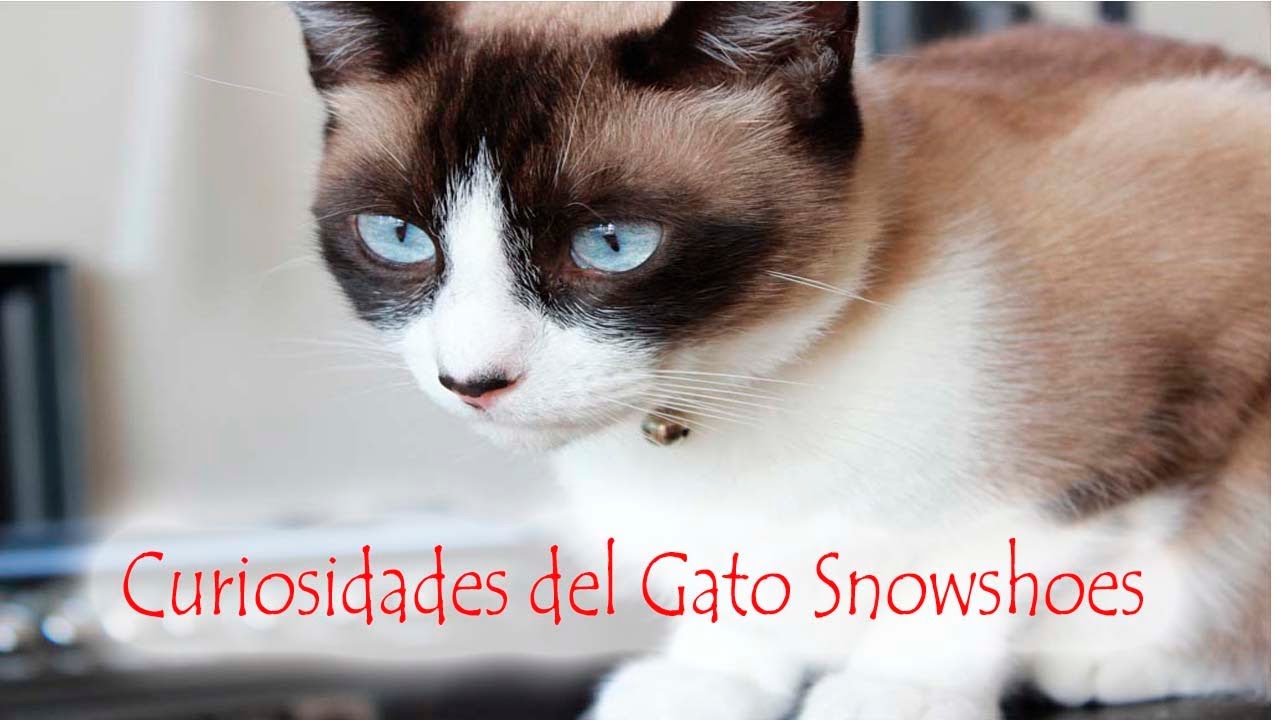 CURIOSIDADES DEL GATO SNOWSHOES - Te vas a enamorar de esta Raza 😍😍