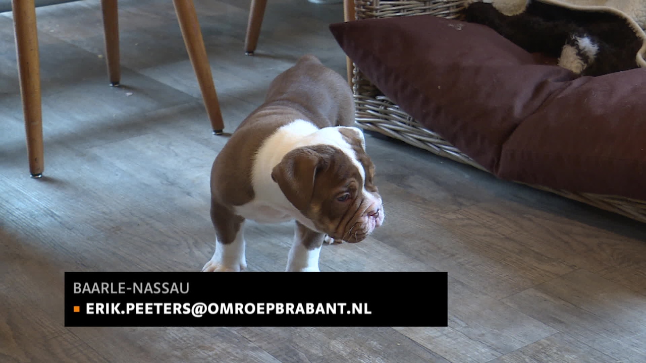 Twee gestolen pups weer terug in het nest in Baarle-Nassau