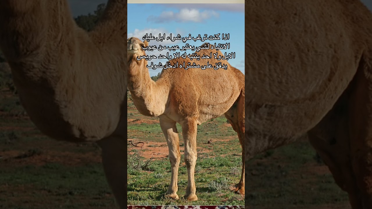 16 يناير، 2026