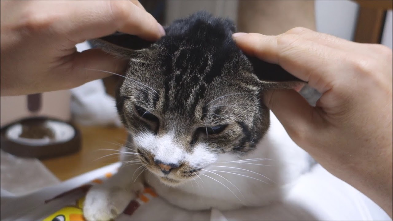 耳マッサージは気持ちいいけどくすぐったい☆猫とまったり幸せな時間☆甘えん坊猫リキちゃん【リキちゃんねる　猫動画】Cat video　キジトラ猫との暮らし