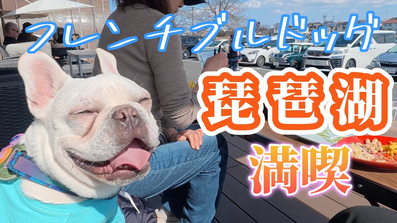 フレンチブルドッグ琵琶湖満喫旅／ランチ／