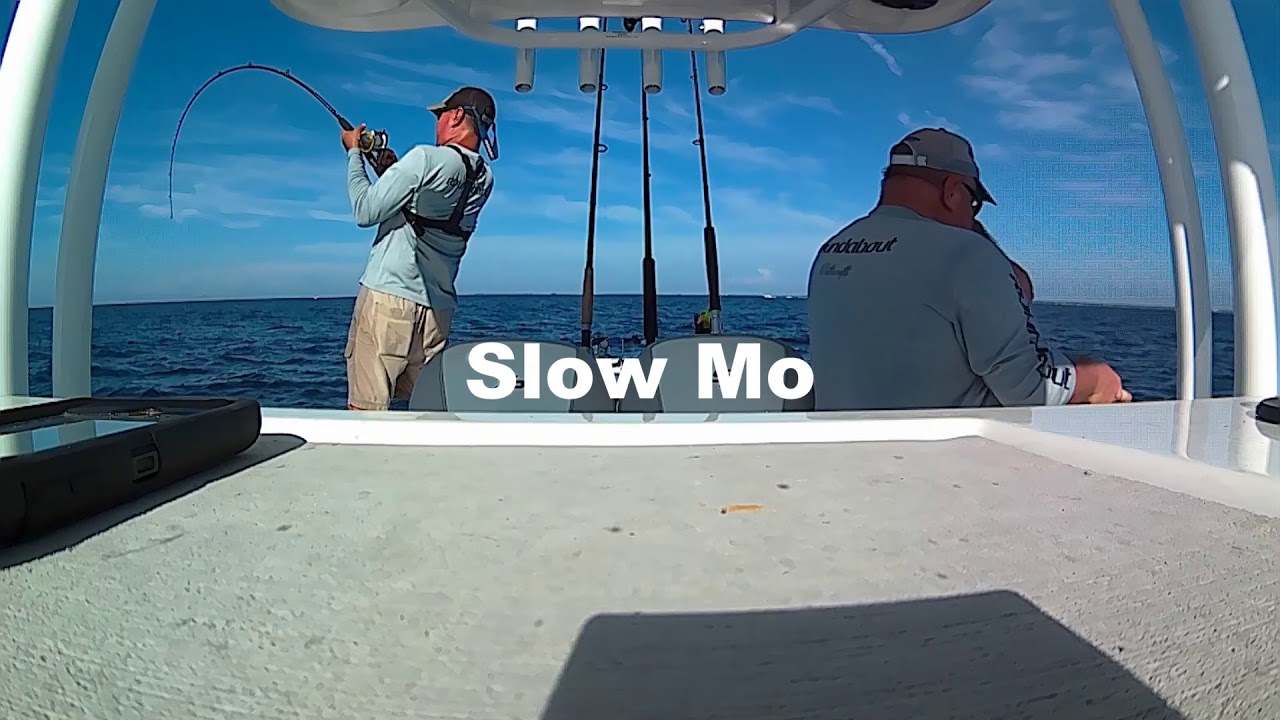 Grouper and Snapper Inside Tampa Bay