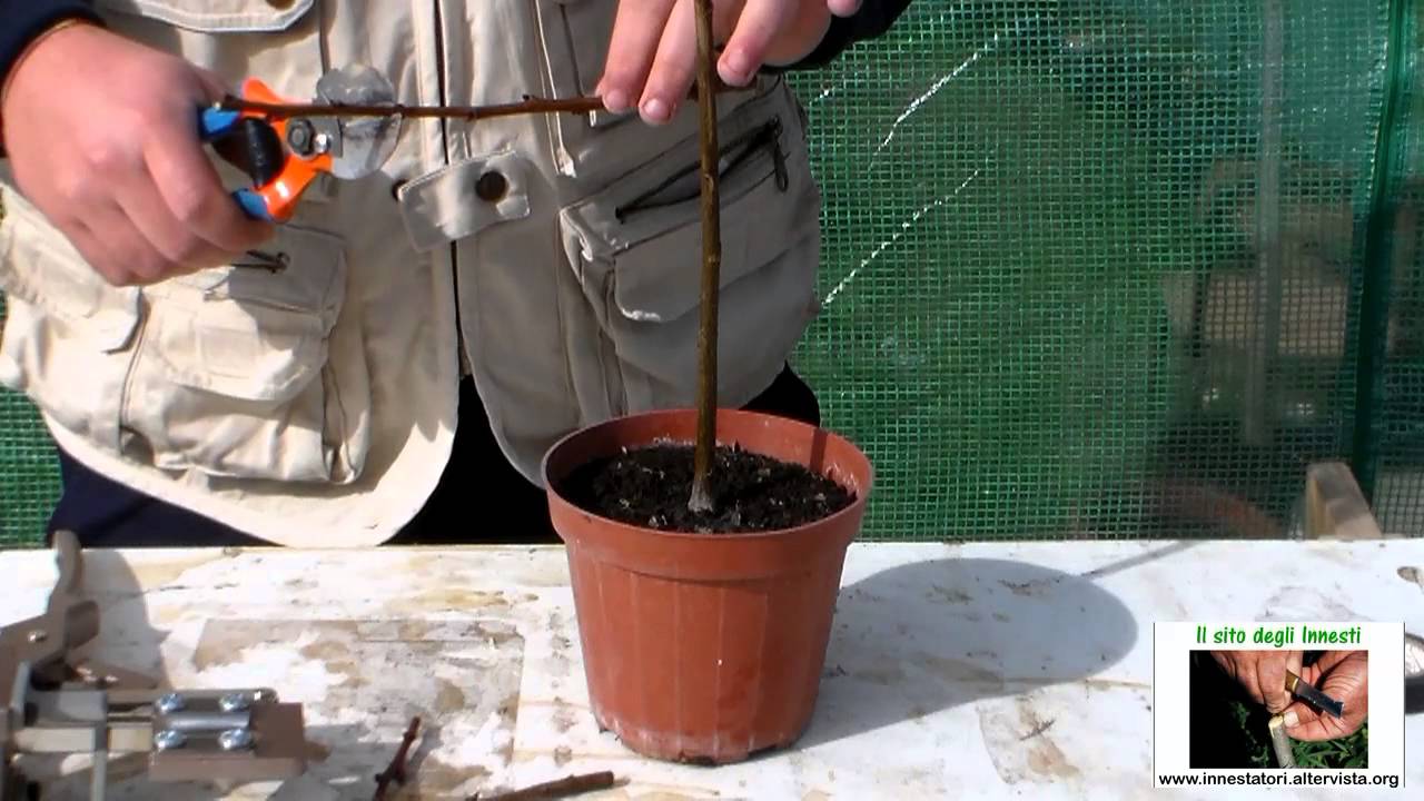 Innesto meccanizzato con Innestatrice Top - Innestare Piante