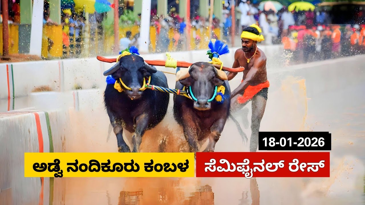 Adve Nandikuru Kambala Semi Final race 2026 | ಅಡ್ವೆ ಕೋಟಿ ಚೆನ್ನಯ ಜೋಡುಕರೆ ಕಂಬಳ ಸೆಮಿ ಫೈನಲ್ ರೇಸ್ 