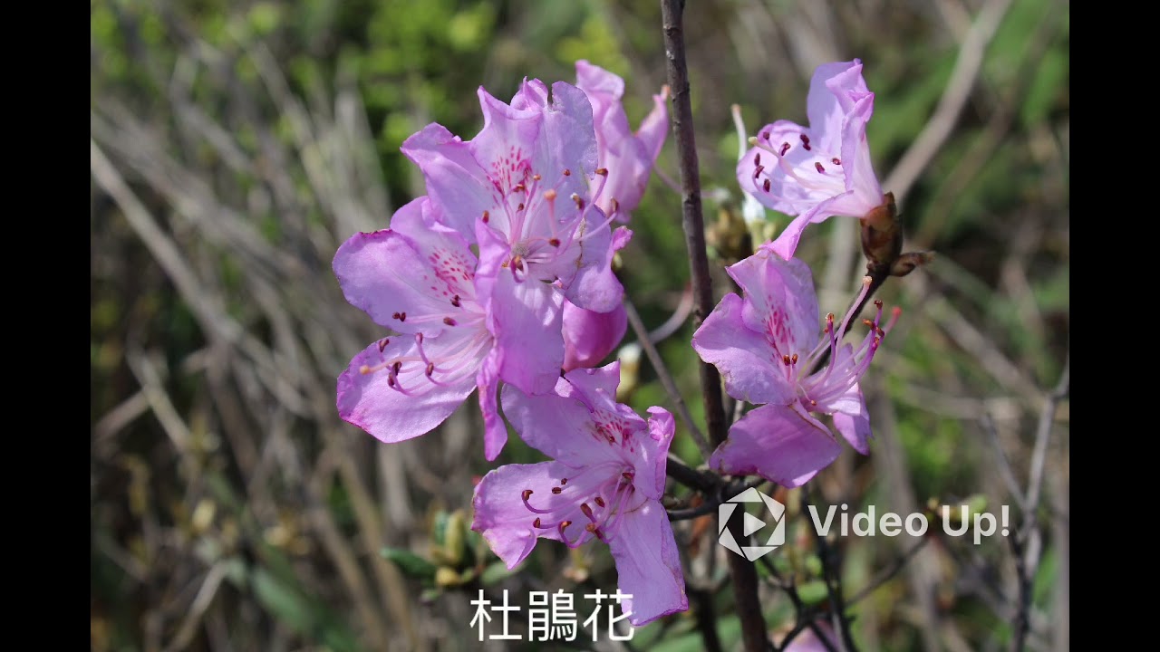 黃牛山-水牛山（杜鵑花季）Mar 2026