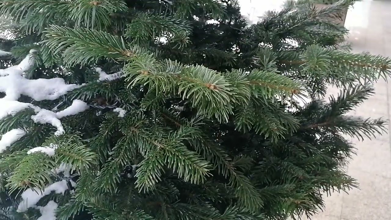 Пихта Нордмана (Abies nordmanniana)  в качестве новогодней ели.