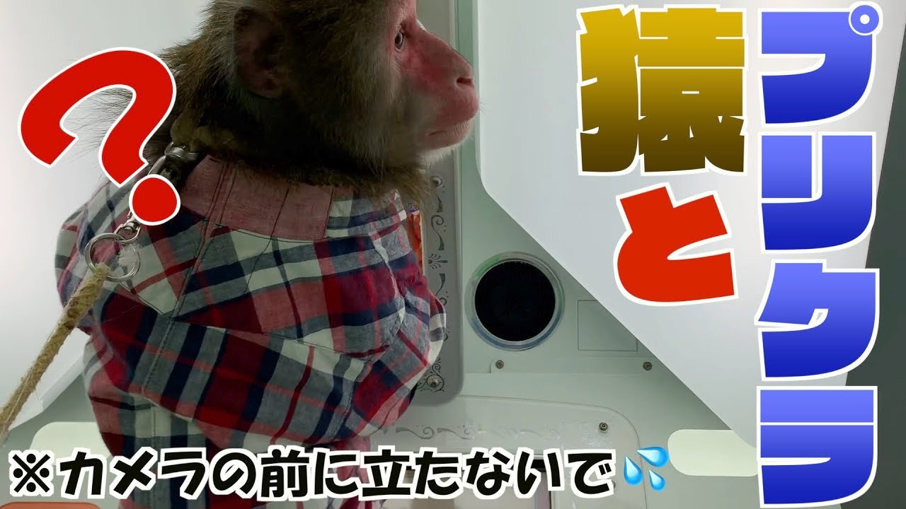 お猿のカイくん、はじめてのプリクラ！！変なのばっかり撮れるwwww