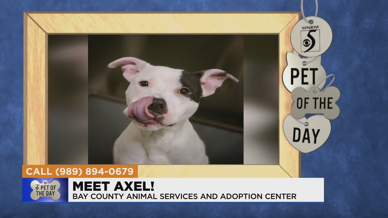 Pet of the Day: Meet Axel!