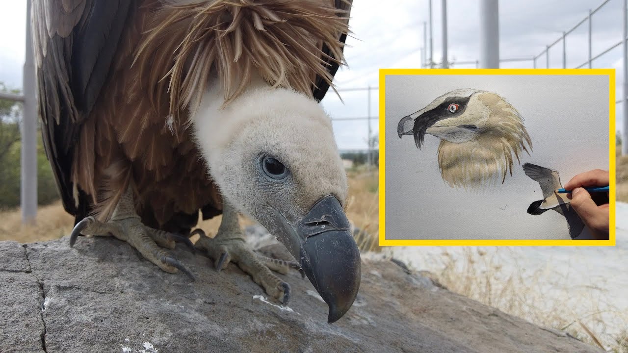The 4 European Vultures Species (Breakdown)
