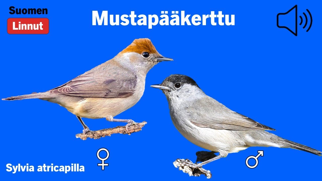 Mustap&auml;&auml;kerttu - Sylvia atricapilla - Blackcap - svarth&auml;tta - SYLATR