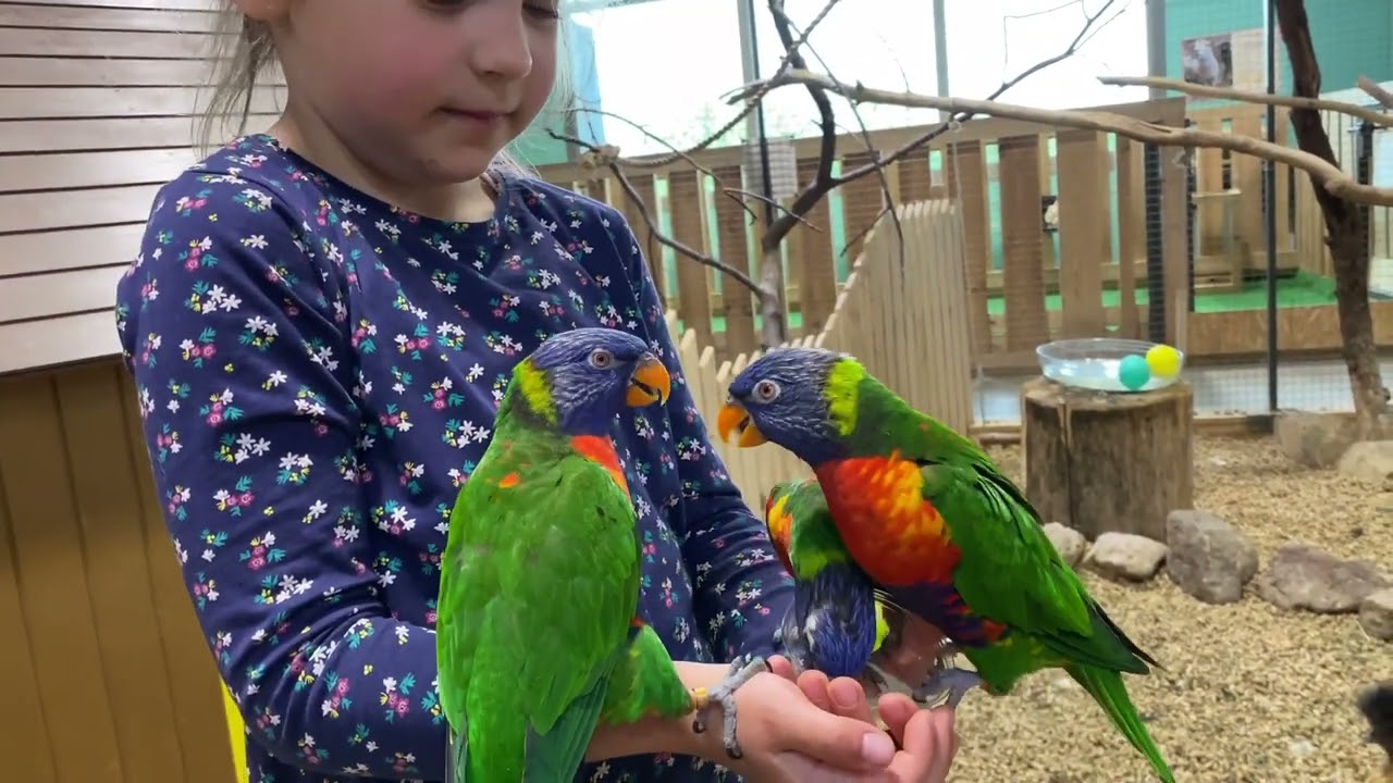 Rainbow Lorikeet Bird Sound