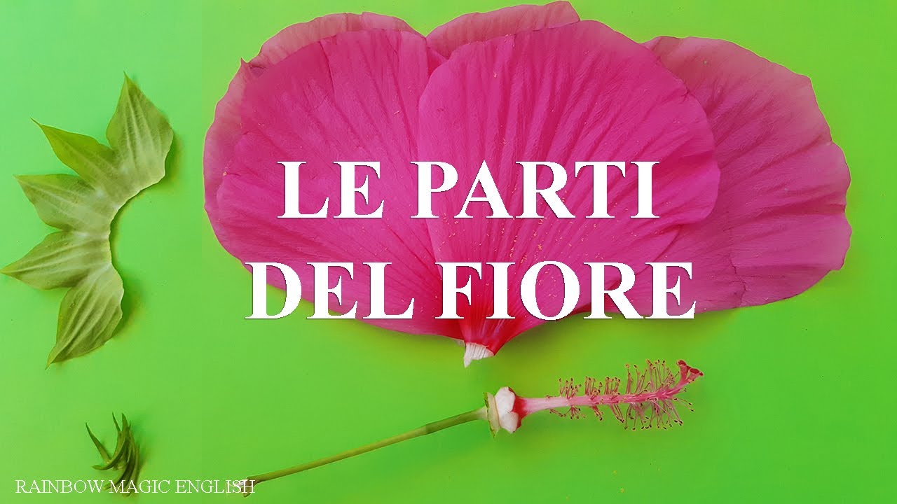 Le parti del fiore | Parts of flower and their functions