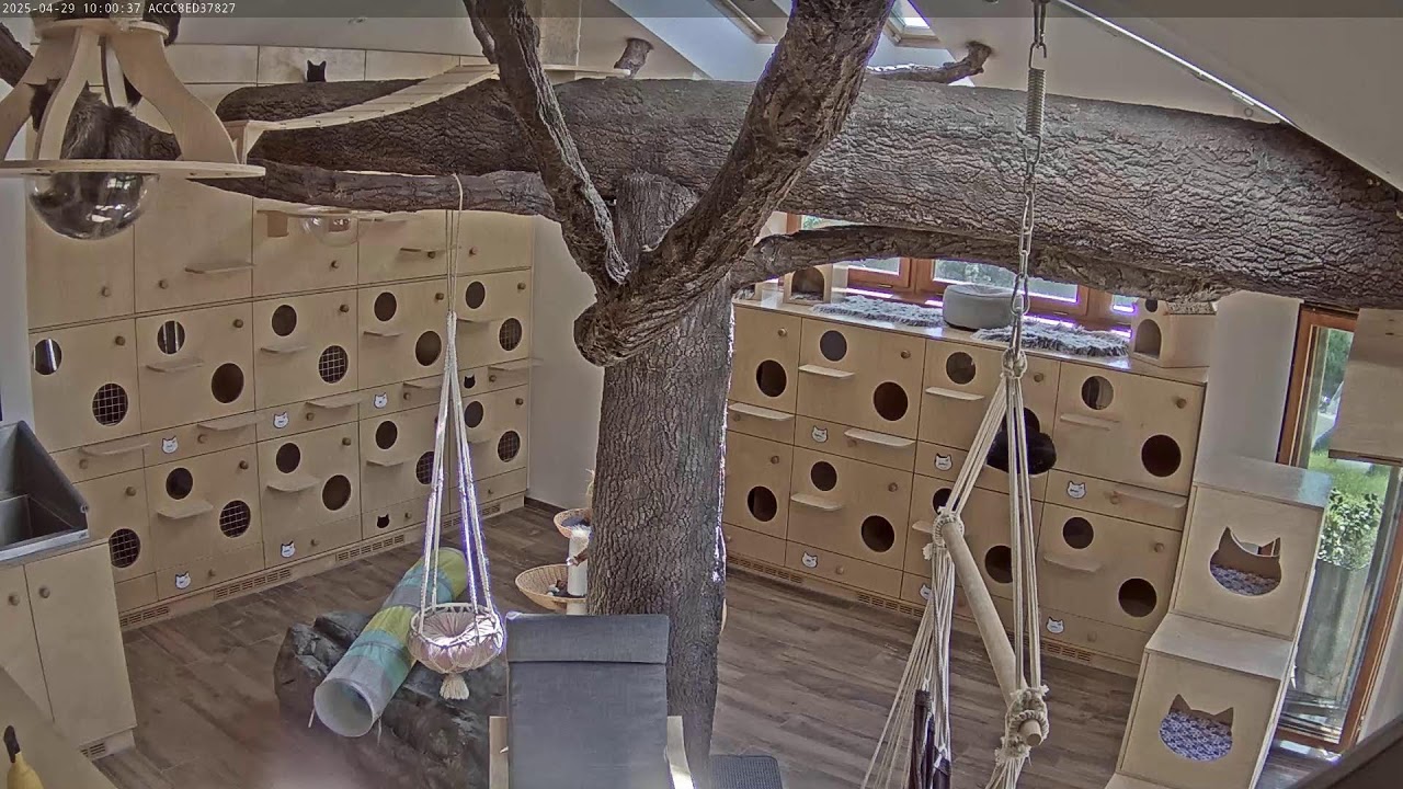 Cat Inn hotel pro kočky