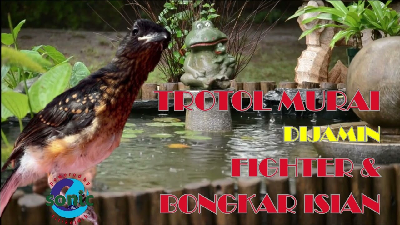 (PANCINGAN) TROTOL MURAI DIJAMIN FIGHTER  || BONGKAR ISIAN