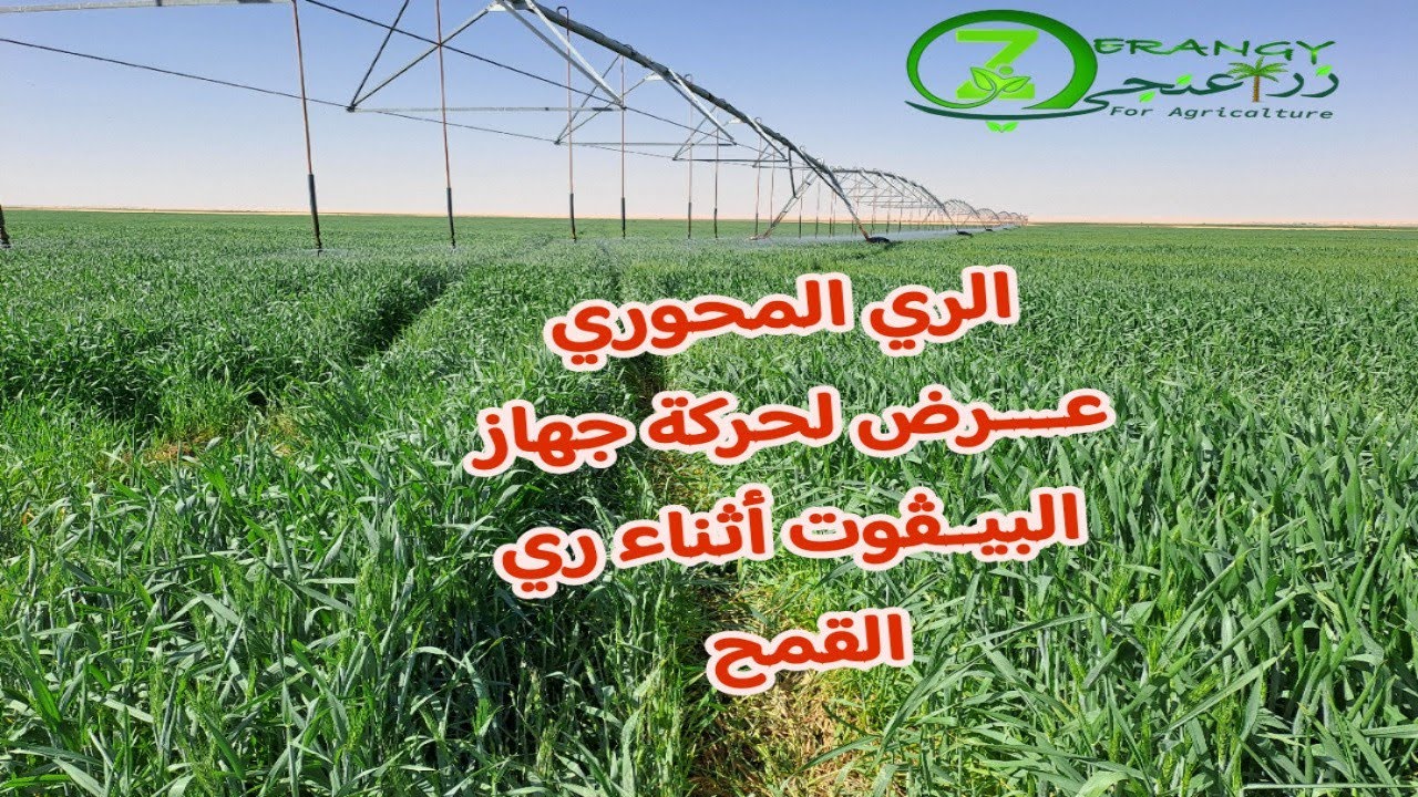 الرى المحورى عرض لحركه جهاز البيفوت أثناء رى القمح #زراعنحى 🌾