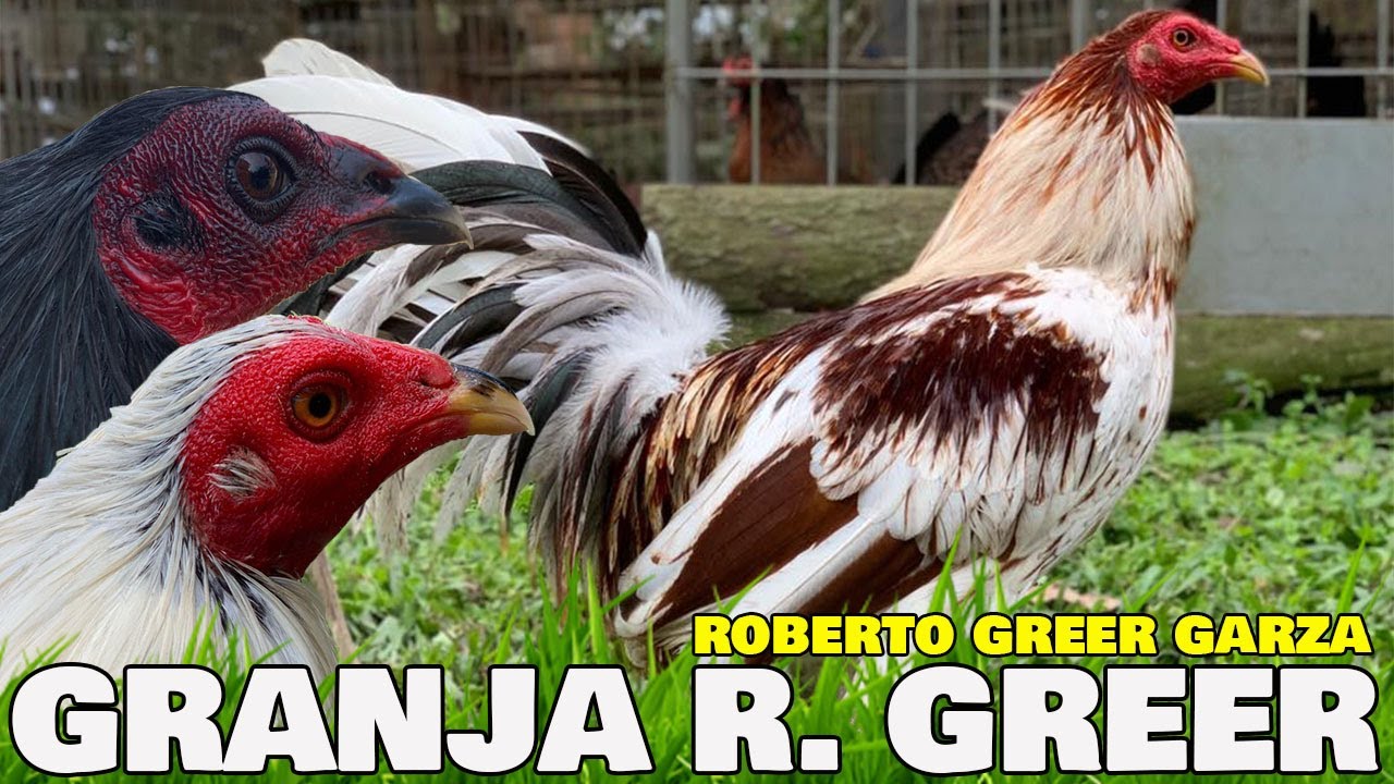 Roberto Greer Garza GRANJA R. GREER Beautiful Birds Big Farm
