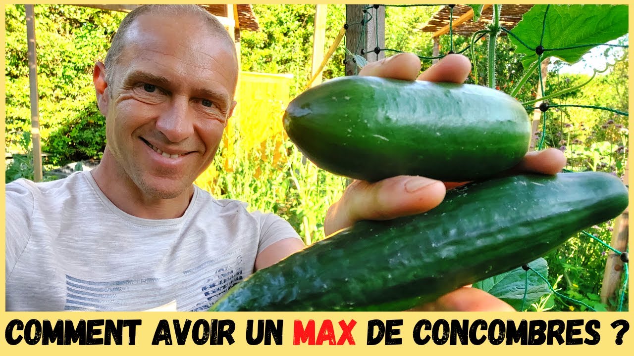 CONCOMBRES AU POTAGER - Taille, tuteurage, variétés