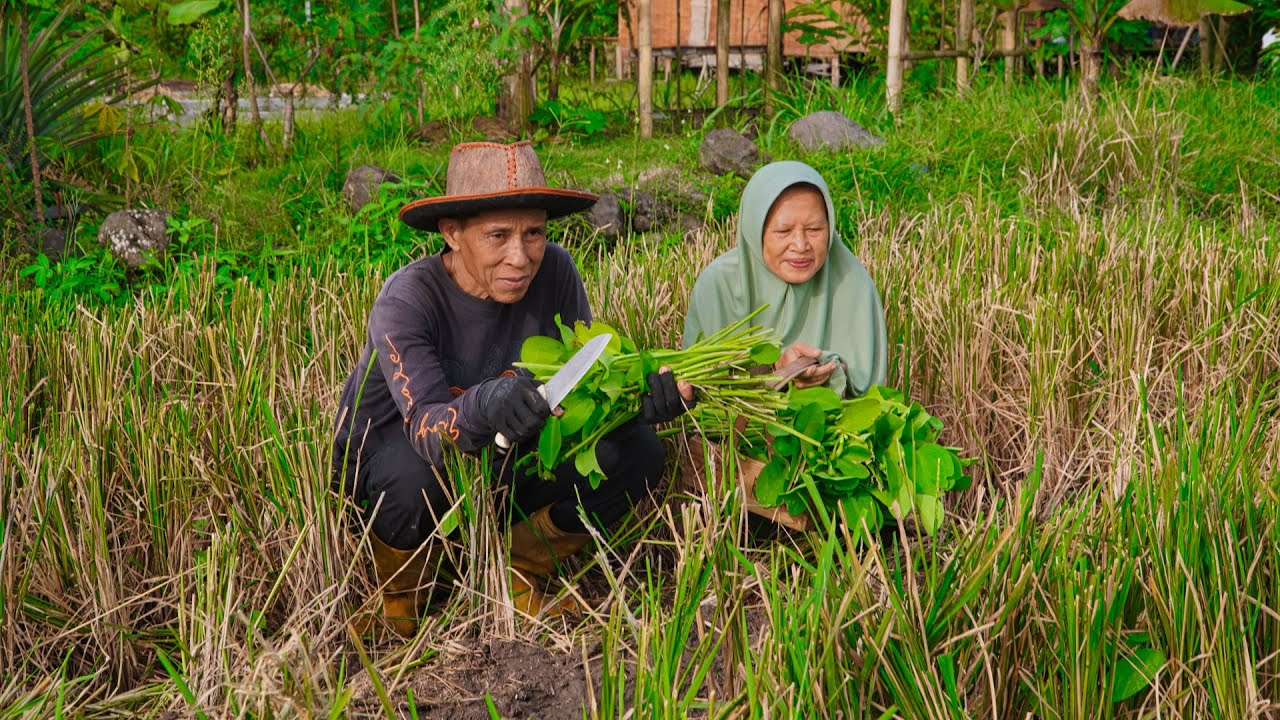 Mencari Genjer Melimpah di Sawah | Masak Tumis Genjer, Pepes Telur, dan Peyek Kacang