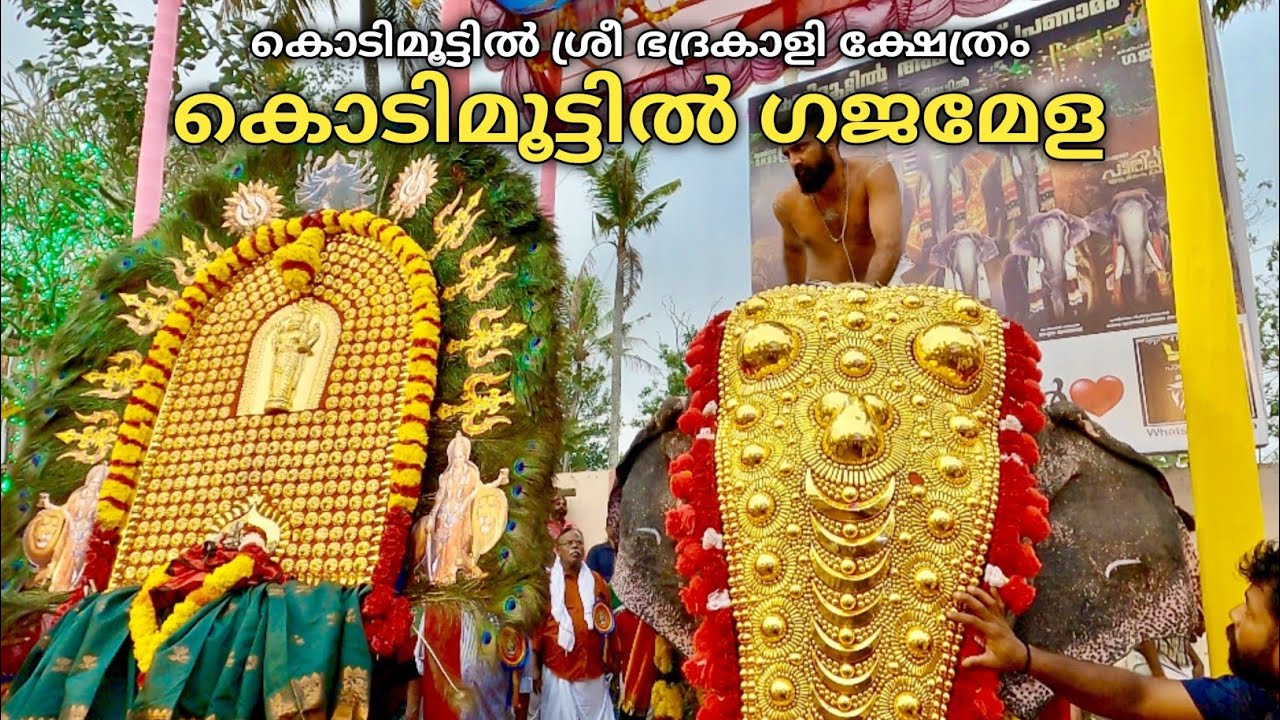 കൊടിമൂട്ടിൽ ഗജമേള 2025 | Kodimoottil gajamela Parippalli| Kodimoottil Sri Bhadrakali temple