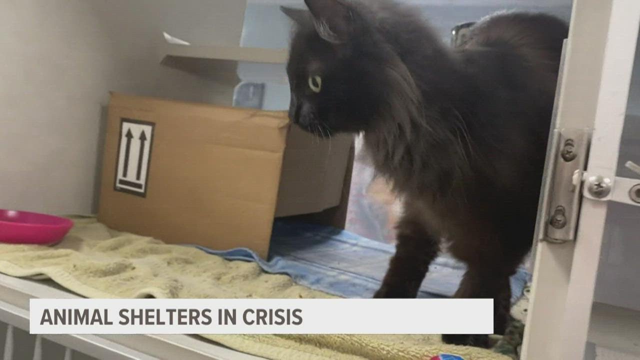 Animal shelters face crisis as intake increases, applications decrease