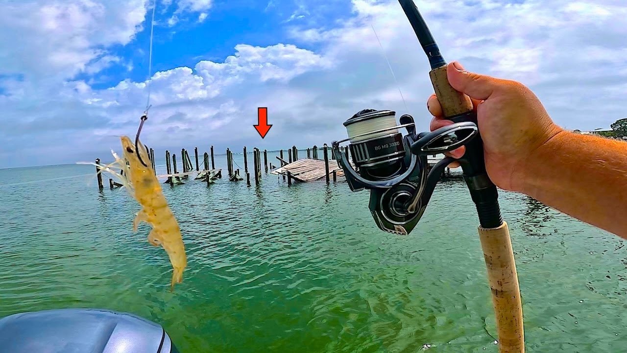 I Tossed a LIVE! BAIT under an Abandoned Pier and Caught THIS! [Multiple Species]