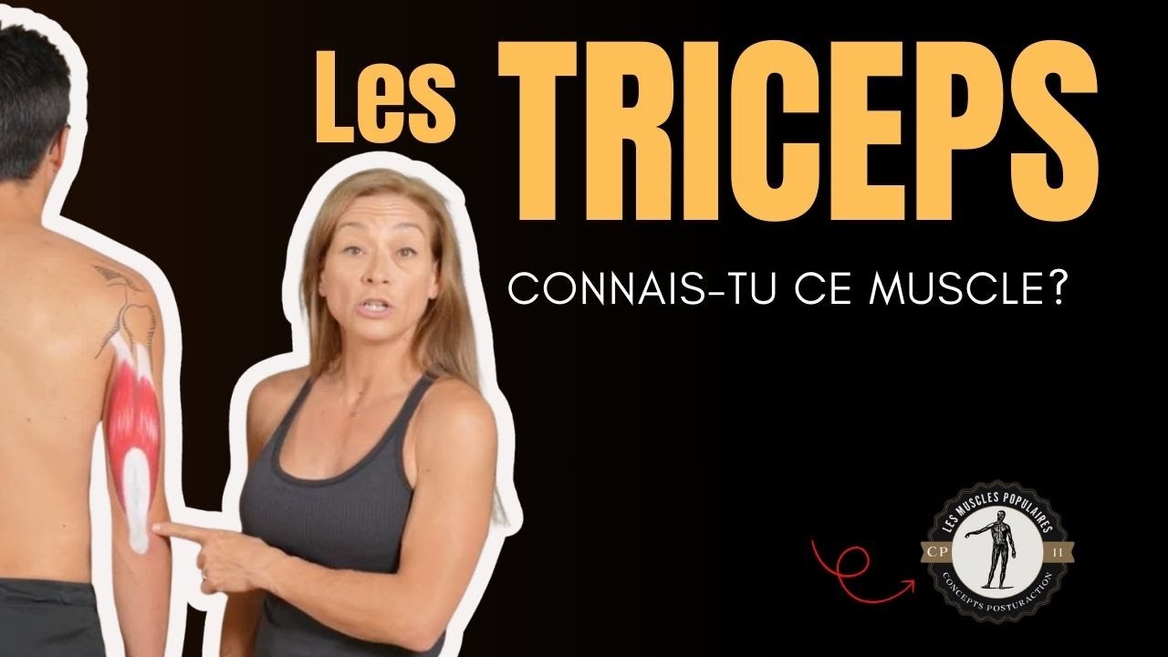 💪 Les triceps (triceps brachii) : le muscle clé pour des bras puissants