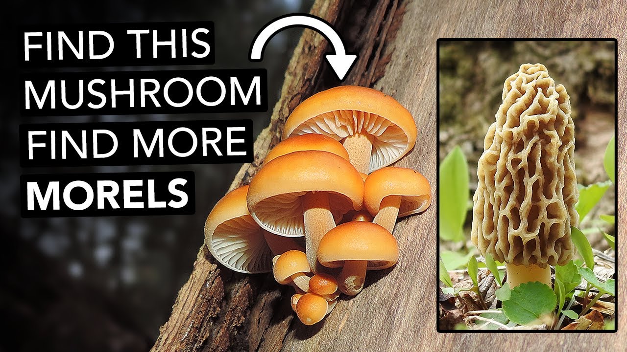 Find This Mushroom, Find More Morels