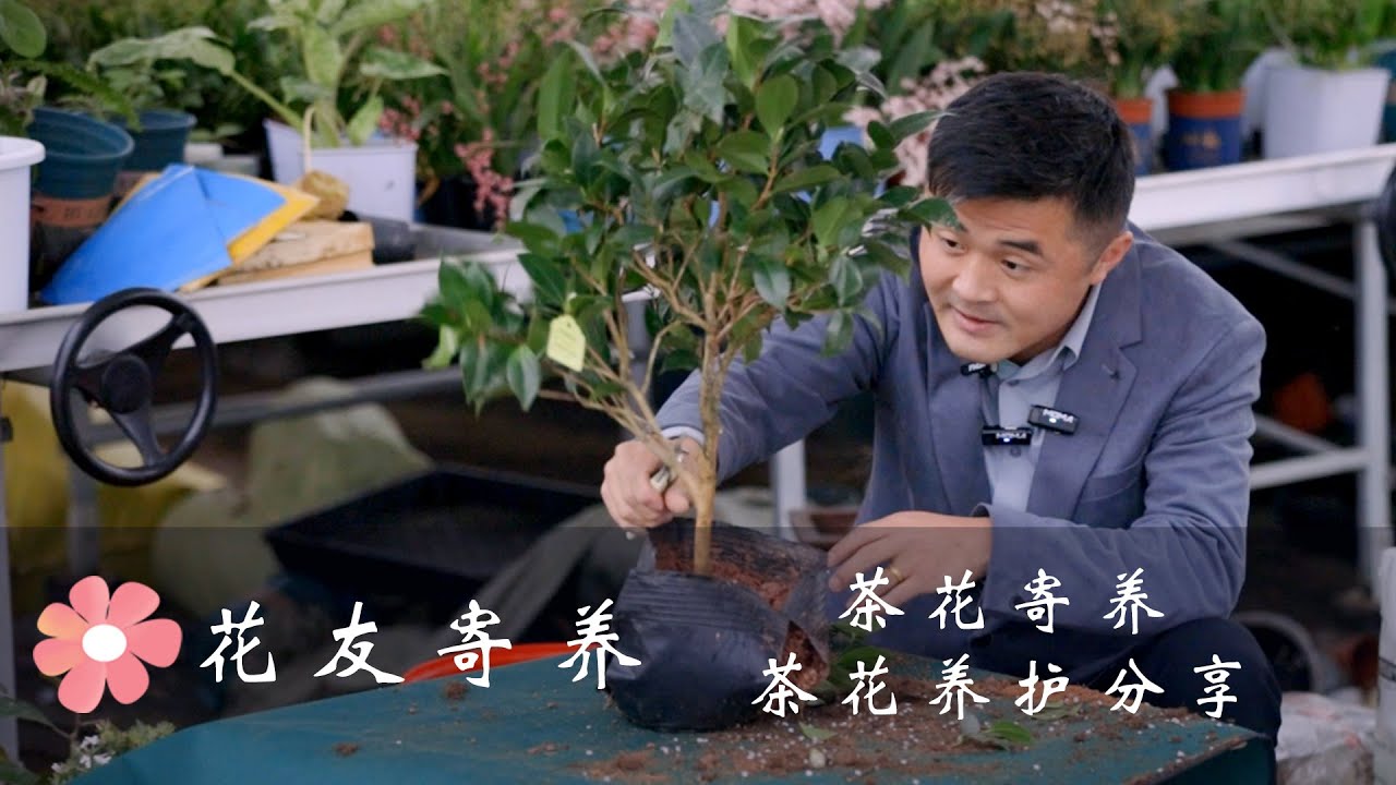 茶花养护知识分享 Camellia maintenance knowledge sharing