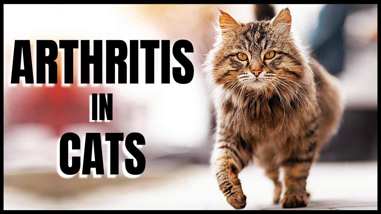 Arthritis in Cats