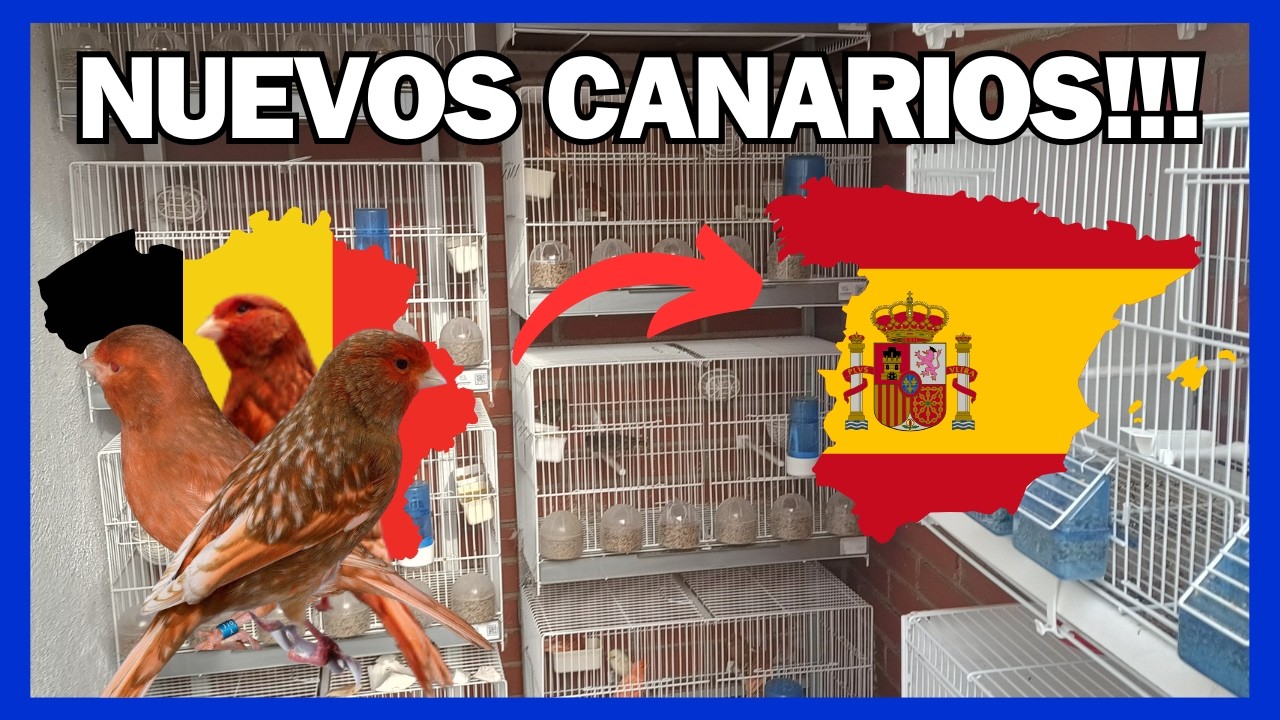 Nuevos CANARIOS y Últimos para la CRÍA de 2026