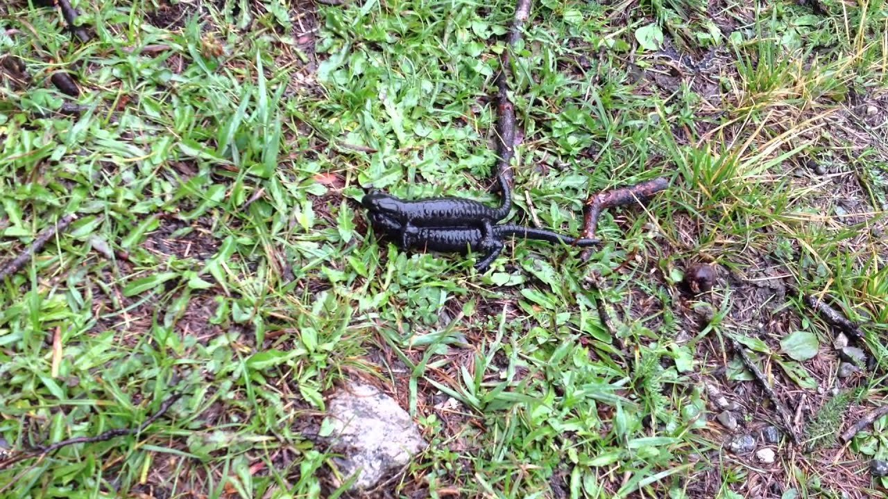 Salamandra atra atra mating in Flachau Austria