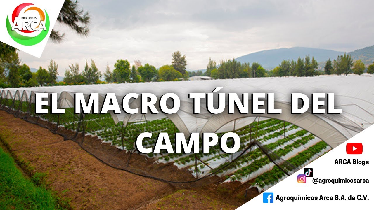 EL TUNEL VERDE