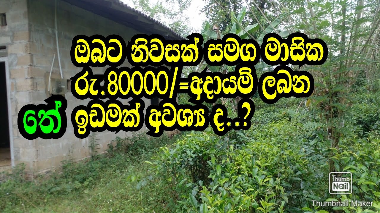 ඔබට නිවසක් සමග මාසික රු .80 දාහක ආදායම් ලබන තේ ඉඩමක් අවශ්‍යද ,,,tea land/mathugama land/tea land sa