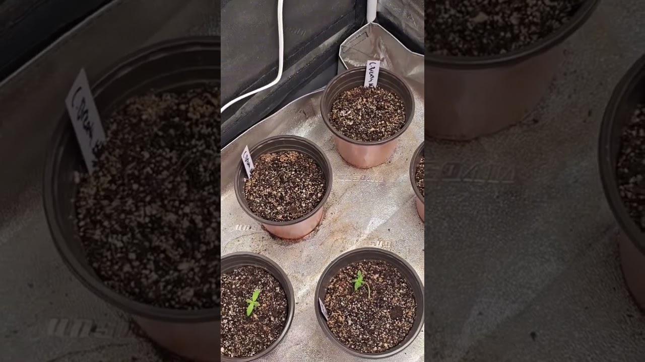 Seeds & clones update! Mothers getting prepped for the future. #Cannabis #Clones #GrowUpdate #Shorts