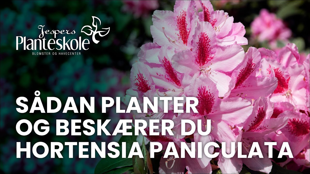 Plantning og besk&aelig;ring af hortensia paniculata
