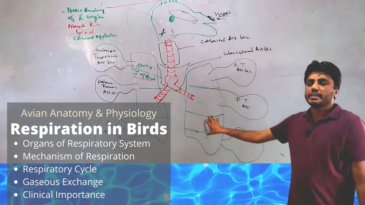 Respiratory system of Birds / Respiration in birds / Avian anatomy and physiology